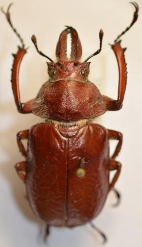 Réf. 249 569 : Sphaenognathus prionoides